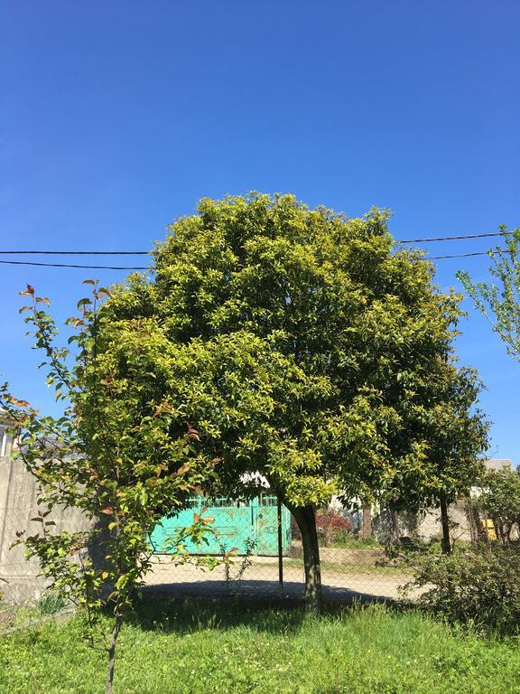 Homestay In Batumi Дом В Чакви Ngoại thất bức ảnh